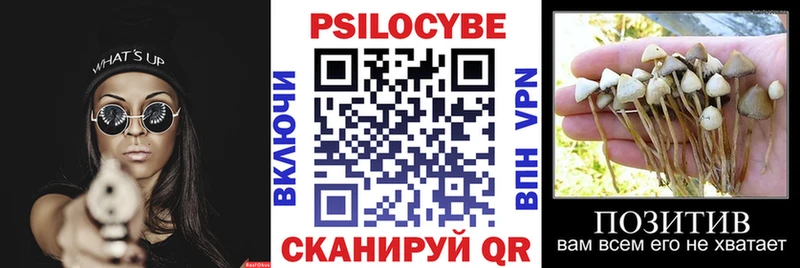 дарнет шоп  Володарск  Псилоцибиновые грибы мицелий 